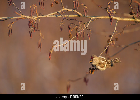 Redpoll común (Carduelis flammea) colgando de alisos rama de árbol en invierno. Foto de stock