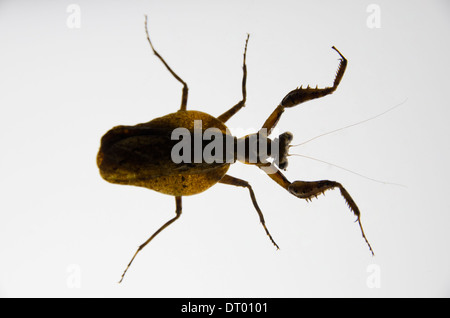 Mantis, insecto cerrar detalles sobre el álbum, el valle Danum, Sabah, Malasia Oriental, Borneo Foto de stock