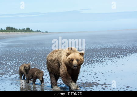 Grizzly Bear sembrar con dos cachorros de primavera, Ursus arctos, caminando en la pleamar del Cook Inlet, Alaska, EE.UU. Foto de stock