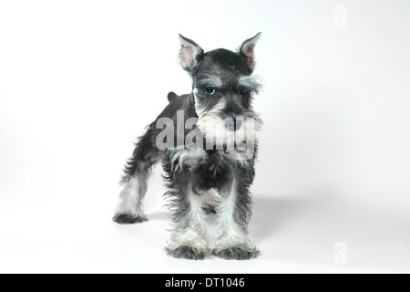 Bebé Lindo y adorable cachorro Schnauzer miniatura en blanco Foto de stock
