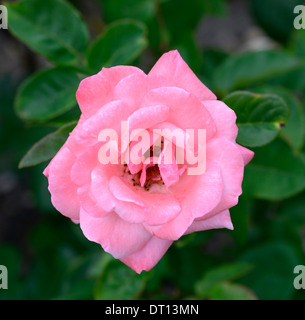 El Queen Elizabeth rosa rosas rosas rosa grandiflora flores erectas caducifolias Foto de stock