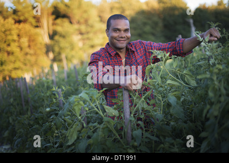 Nueva York, EE.UU. Woodstock agricultor orgánico con plantas de tomate