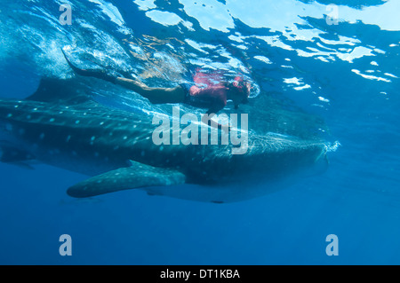 Uno y el tiburón ballena (Rhincodon typus) alimentando la ram alimentándose de zooplancton, Yum Balam Reserva Marina, Quintana Roo, México. Foto de stock
