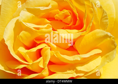 Rose (Rosa spec.), blossom detalle Foto de stock