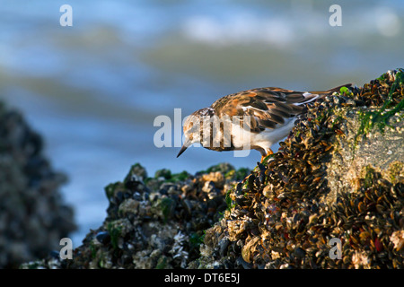 Ruddy Turnstone (Arenaria interpres) forrajeando en cama de mejillón en marea baja en la costa del Mar del Norte Foto de stock