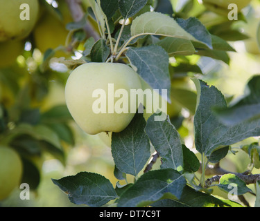 Una manzana Golden Delicious madura en el árbol cerca del Condado de Chelan Washington EE.UU. Foto de stock