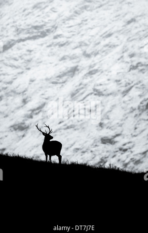 Ciervo el ciervo colorado (Cervus elaphus) siluetas contra una montaña nevada convierte a blanco y negro. Glen Etive, Glencoe, Highlands