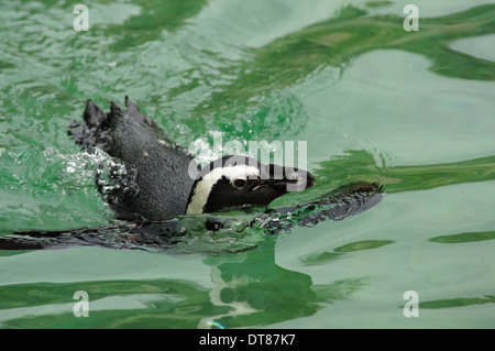 Pingüino africano nadando en el agua