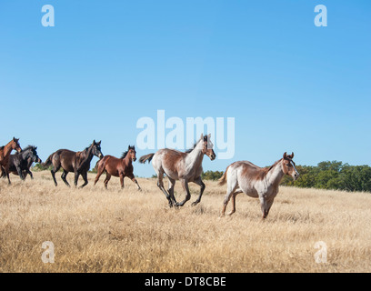 Manada de caballos cuarto de milla de los animales destetados ejecutar Foto de stock