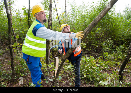 Dos jóvenes leñadores talar un árbol de abedul.