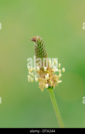Llantén menor (Plantago lanceolata), flor, Provenza, en el sur de Francia, Francia
