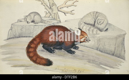 Ailurus fulgens, panda rojo Foto de stock