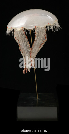 Aurelia aurita, medusas Foto de stock