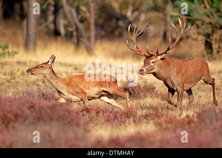 Red Deer, masculino y femenino, el Parque Nacional Hoge Veluwe, Países Bajos, Europa / (Cervus elaphus) / rodera, temporada de celo Foto de stock