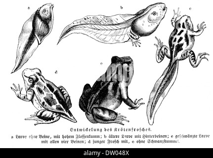 Fisiología general; un esbozo de la ciencia de la vida . Fig.  135.-Histolysis de fibras musculares en la cola de la larva de la^rana.  (Después Looss.) El isotrópico y el anisotrópico sustancias