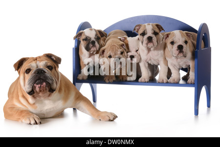 Perro Bulldog Inglés - padre de familia con cinco cachorros sentado en un banco aislado sobre fondo blanco.
