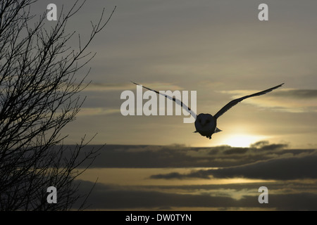 Lechuza Tyto alba Lechuza Tyto alba