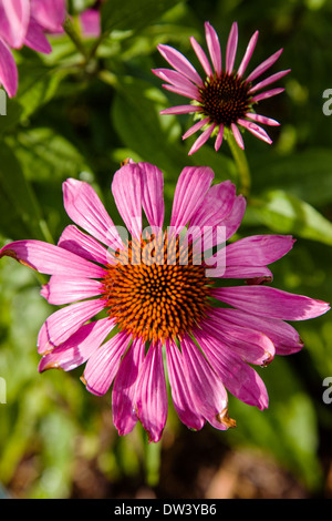 Close-up de Coneflower púrpura rosa en flor