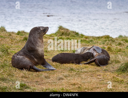 Pup y focas peleteras (Arctocephalus gazella), Puerto Grytviken, Georgia del Sur Foto de stock