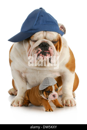 Padre e hijo del perro - padre bulldog inglés con cuatro semanas de edad con sombreros hijo sentado sobre fondo blanco.