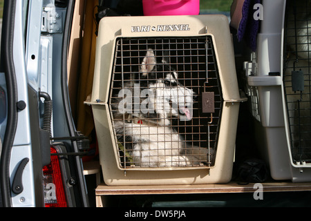 Perro Alaska Malamute / adulto viajando en una jaula en el maletero del coche Foto de stock