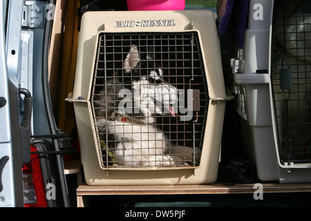 Perro Alaska Malamute / adulto viajando en una jaula en el maletero del coche Foto de stock