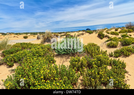 Piscinas dune con arbustos floridos en Costa Verde, en el suroeste de Cerdeña, Italia Foto de stock