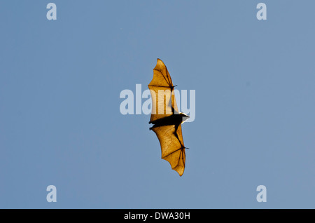 El Zorro Volador de cabeza gris (Pteropus poliocephalus) es un nativo de Australia megabat Foto de stock