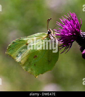 Hembra Brimstone Butterfly (Gonepteryx rhamni) en Thistle Foto de stock
