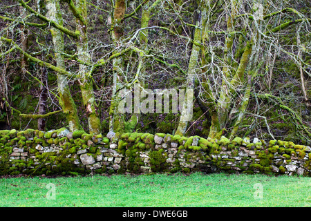 Muro de piedra seca cubiertas de musgo y árboles de invierno en Garsdale Yorkshire Dales Cumbria Inglaterra Foto de stock
