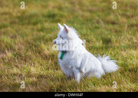 Cute Perro Pomerania Blanco