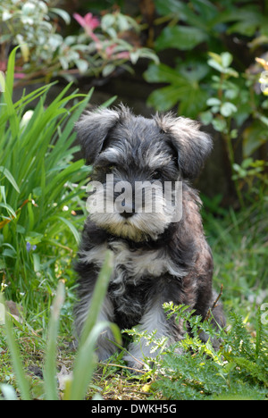 Schnauzer miniatura cachorro sentado en un jardín. Foto de stock