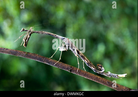 Palo puntiagudo mantis (Paratoxodera sp.), camuflado como una ramita, Sabah, Borneo, Malasia, Sudeste de Asia Foto de stock