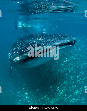 Científico y el tiburón ballena (Rhincodon typus) alimentándose de zooplancton, Yum Balam Área Marina Protegida, Quintana Roo, México. Foto de stock