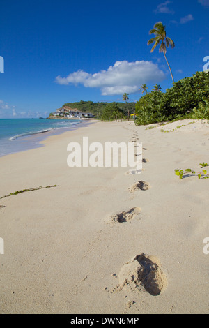 Darkwood Beach, St. Johns, Antigua, Islas de Sotavento, Antillas, Caribe, América Central