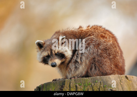 Mapache, mapache, común en América del Norte, Norte de mapache mapache (Procyon lotor) Foto de stock