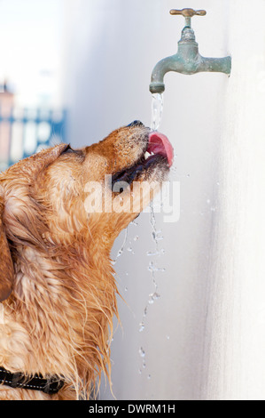 es malo dar agua del grifo a los perros