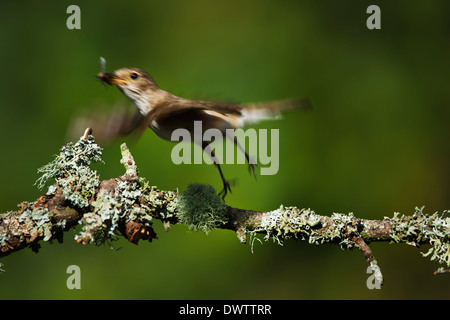 Spotted Flycatcher (Muscicapa striata) Foto de stock