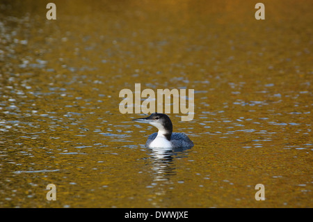 Great northern buceador (Gavia immer), adulto en Plumaje de invierno, natación en Ashby Ville Lago, Scunthorpe, Lincolnshire. De enero. Foto de stock