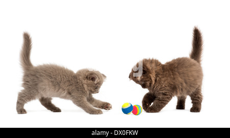 Highland fold gatitos jugando junto con bolas en frente de fondo blanco.