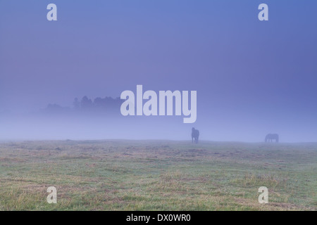 Los caballos que pastan en una densa niebla durante el amanecer Foto de stock