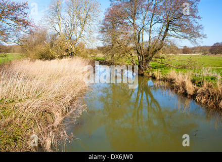 Agua verdosa y cañas en el cauce del río deben cerca de Easton, Suffolk, Inglaterra Foto de stock