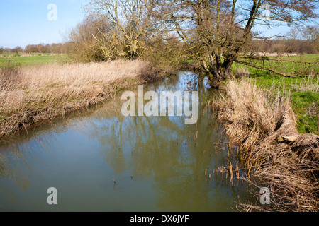 Agua verdosa y cañas en el cauce del río deben cerca de Easton, Suffolk, Inglaterra Foto de stock