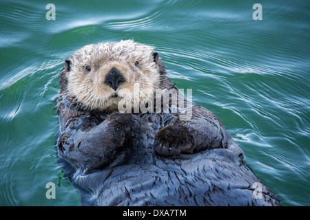 Cute nutria de mar, Enhydra lutris, tumbarse en el agua, Seldovia Harbor, Alaska, EE.UU.