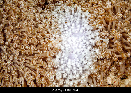 Una zona blanqueada en un parche de Goniopora corales duros. El blanqueamiento de coral es causado por el calentamiento global Foto de stock