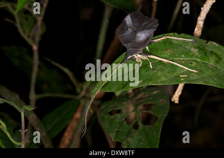 Un saltamontes americanos nocturna camuflada como una hoja muerta en la selva amazónica de Loreto, Perú.