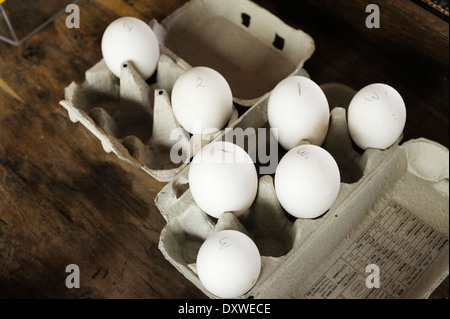 Gallina de los huevos fértiles marcados de acuerdo a la filiación, Wales, REINO UNIDO