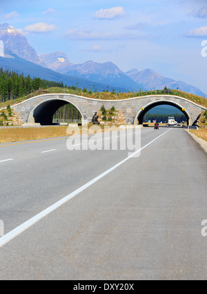 El viaducto de fauna cruzando la autopista Trans-Canada, Parque Nacional de Banff, Alberta, Canadá Foto de stock