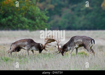 Dos gamo (Dama dama) bucks combates en pastizal durante la temporada de celo en otoño