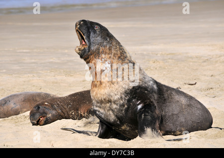Hooker endémica de lobos marinos, Phocarctos hookeri, una de las especies más raras del mundo de lobos de mar, la costa de Catlins, Nueva Zelanda Foto de stock